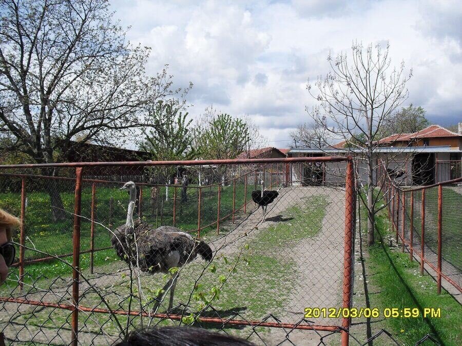 Ферма за щрауси "Четири сезона" - с.Скобелево