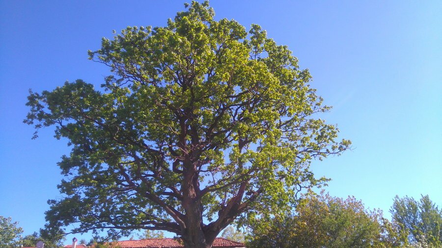 Вековен дъб - с.Крушовица