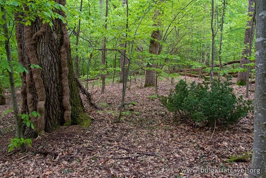 Резерват "Силкосия"