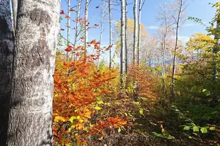 Резерват "Купена"