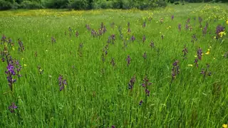 Защитена местност "Ликана" - Свирачи