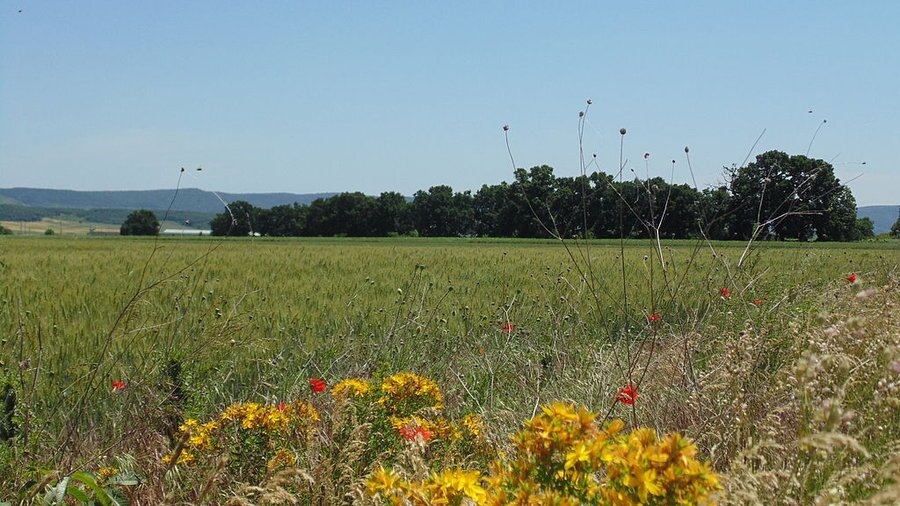 Защитена местност "Дъбовете" - Илия Блъсково