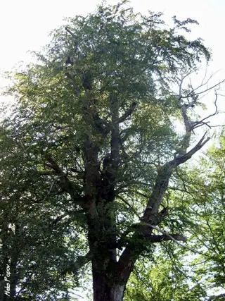 Вековно дърво "Карцов бук"