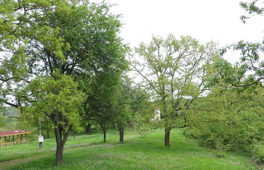 Църква "Света Петка" - Петрова нива