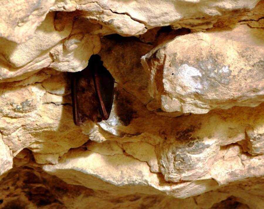 Тулумова пещера - Арковна