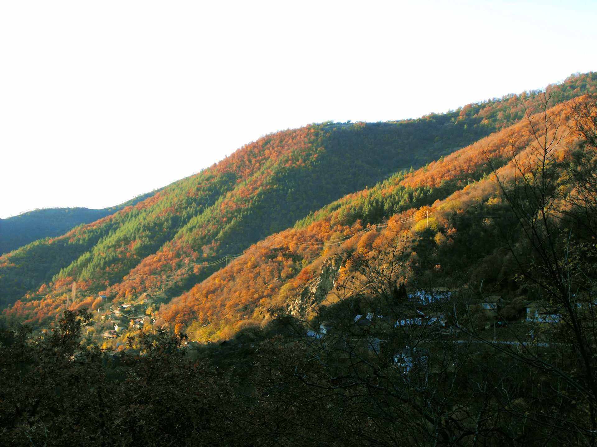 Пастра