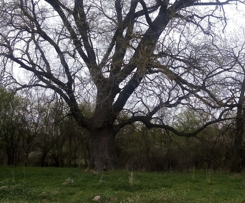 Вековното дърво край река Тунджа – село Червенаково