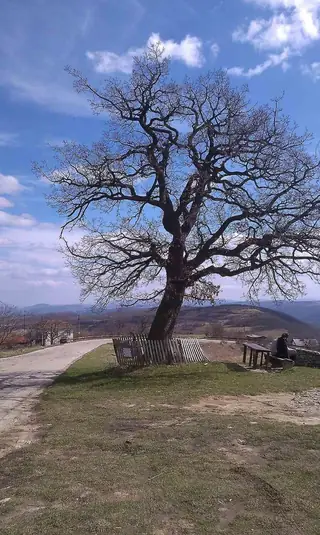 Вековен дъб - Челопек