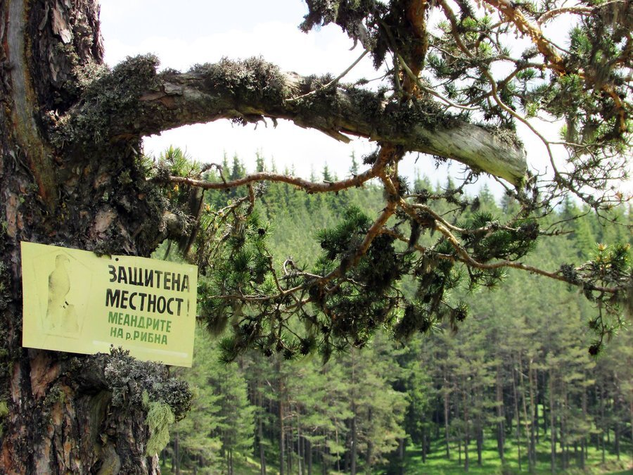 Меандрите на р. Рибна