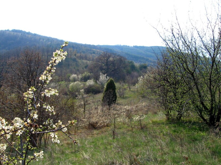 Дабо на Св. Йован - Скрино