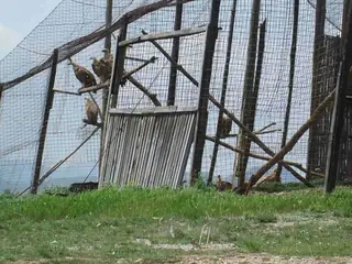 Адаптационна волиера за белоглави лешояди