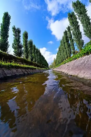 Тополите в Хасково