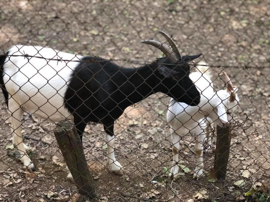 Зоопарк Николово