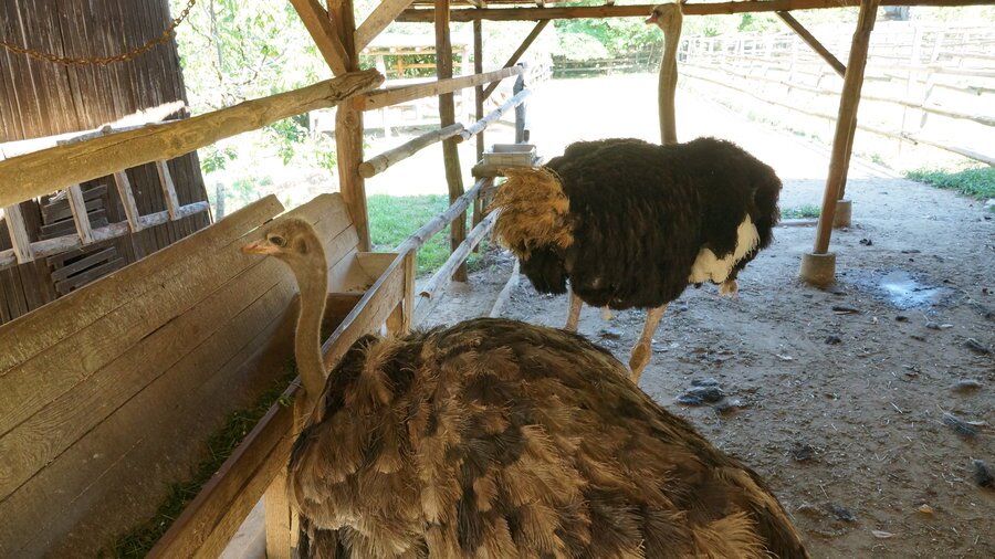 Ферма "Сините Щрауси" - Брестница