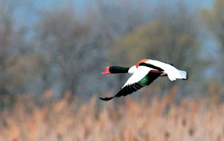 Защитена местност "Злато поле"