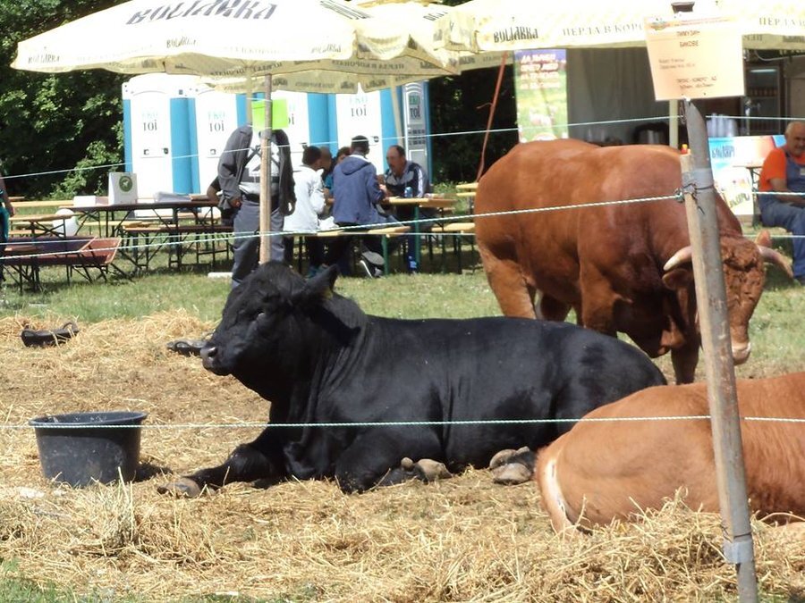 Лесопарк "Гергана" - Кнежа