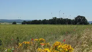 Защитена местност "Дъбовете" - Илия Блъсково