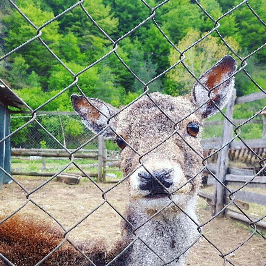 Зоокът и ферма за щрауси "Чифликъ Ненкови" - с.Осеновлаг