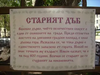 Старият дъб - Тервел