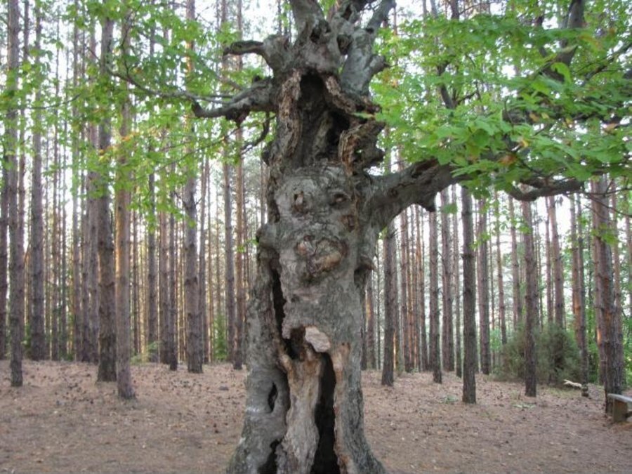 Вековно буково дърво "Старецът" - Сини връх