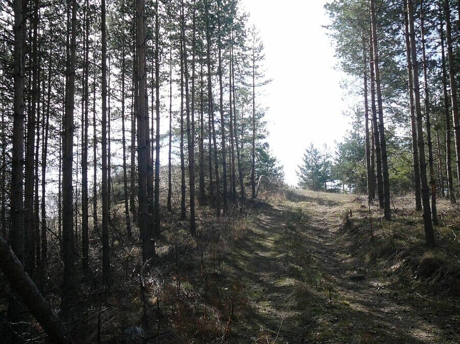 Връх Плоча