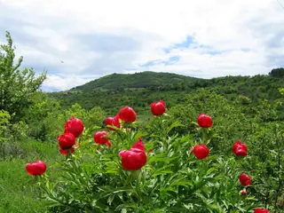 Местност "Камико"