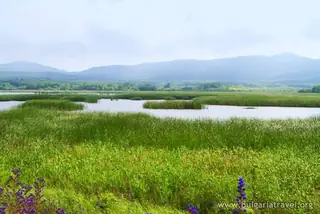 Блато Алепу