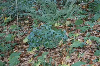 Резерват "Витаново"