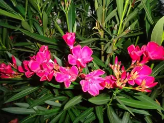 Ботаническа градина "Мaргарита"