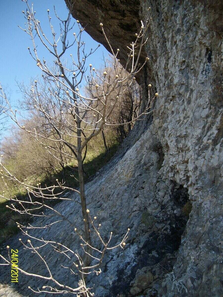 Крепост "Камъка" - Кипилово