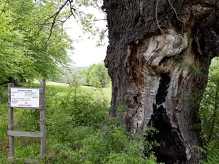 Вековен дъб - с. Мийковци