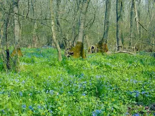 Защитена местност "Калината"