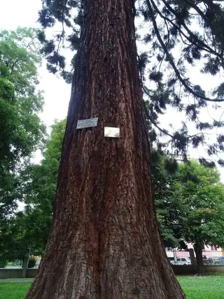 Гигантска секвоя - Пирдоп