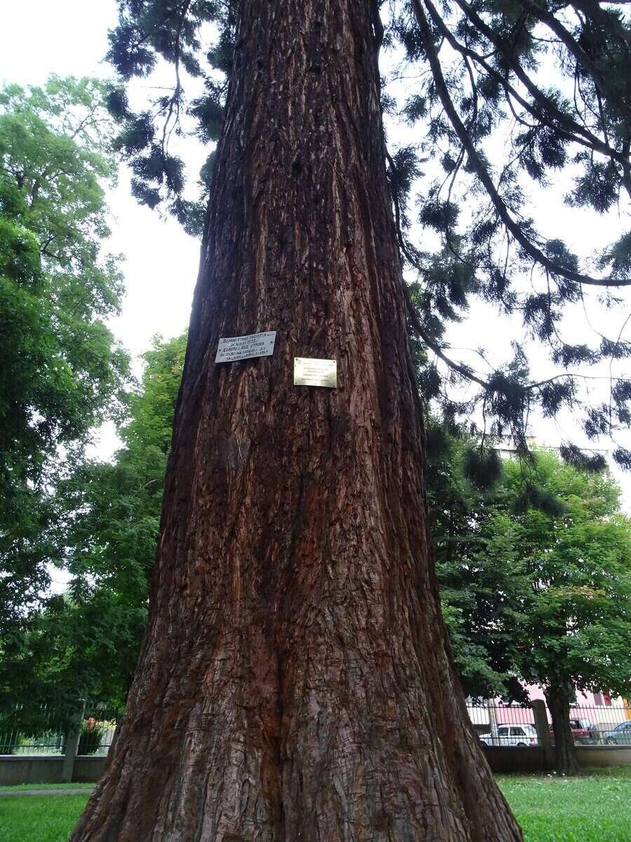 Гигантска секвоя - Пирдоп