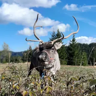Ферма за северни елени "Санта Клаус"