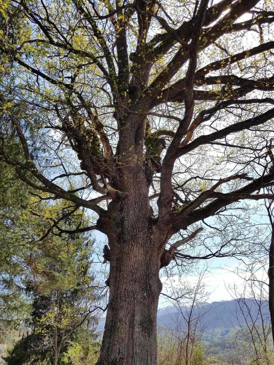 Вековен дъб - с. Угорелец