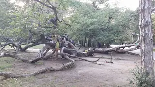 Кривото дърво - Варна