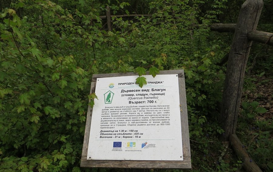 Дъб-благун - Природен парк Странджа