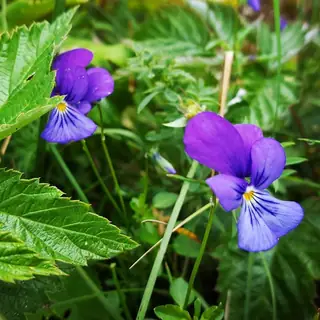 Черни връх - Витоша