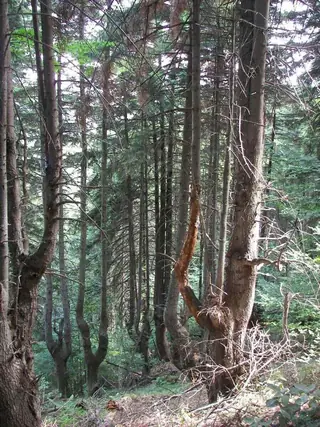 Елови находища - Мурга