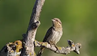 Защитена местност "Черна скала"