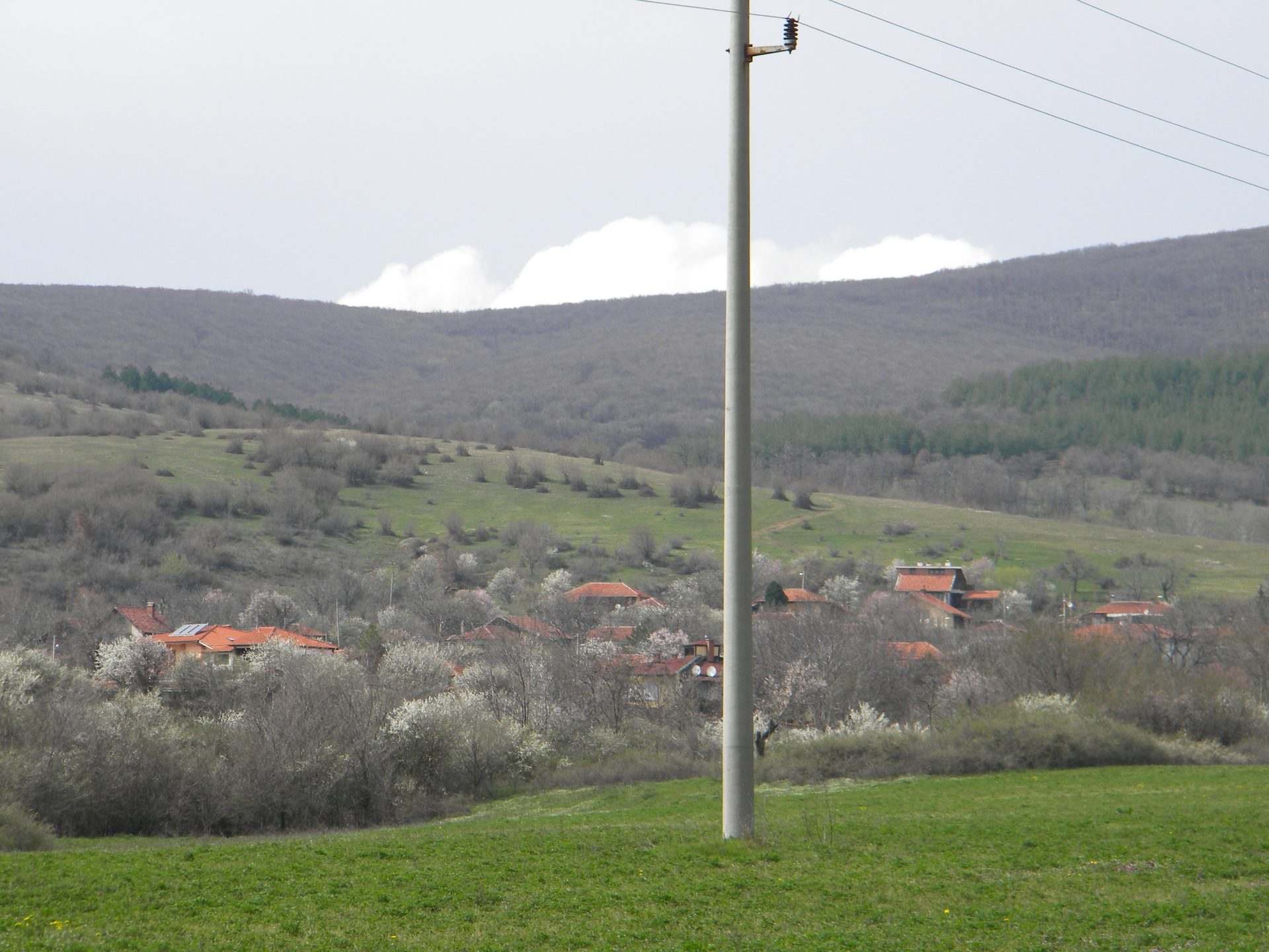 Крива круша