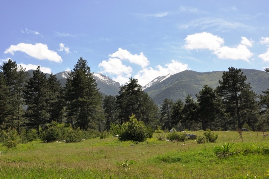 Местност "Пределски поляни"