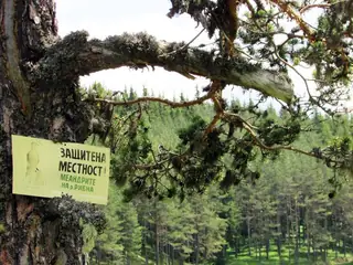 Меандрите на р. Рибна