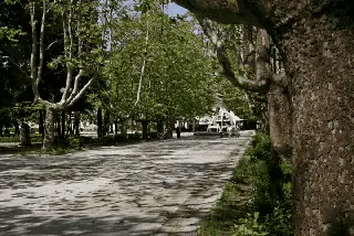 Булевардът с чинарите - Вършец