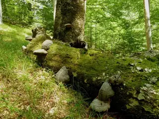 Резерват "Царичина"