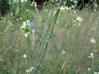 Седловина Попови ливади