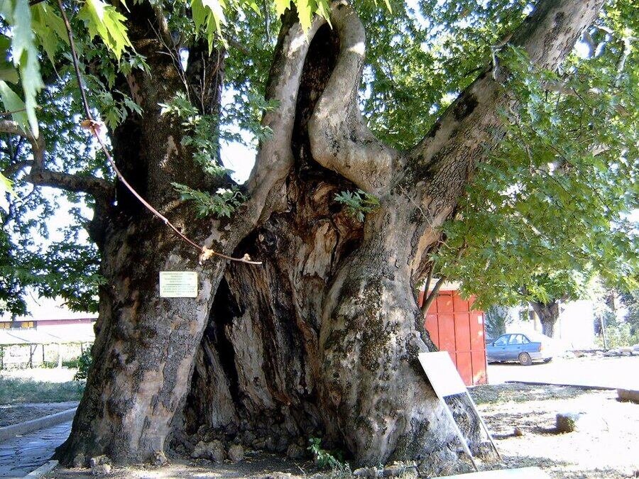 Вековни чинари - Гърмен