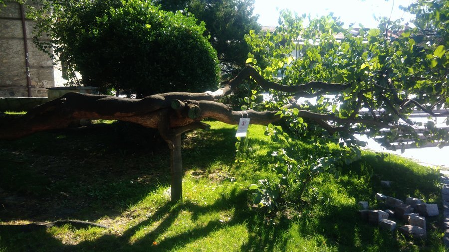 Кривото дърво - Банско