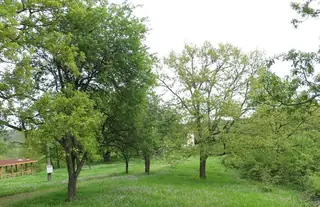 Църква "Света Петка" - Петрова нива